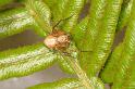 Oxyopes_variabilis_D7791_Z_88_North Stradbroke island_Australie
